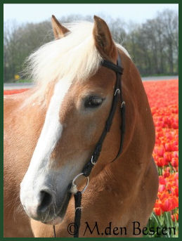 Foto 5 M. den Besten